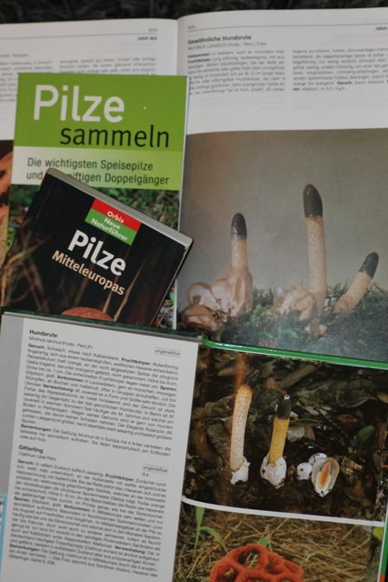 Pilze sammeln und bestimmen (1)