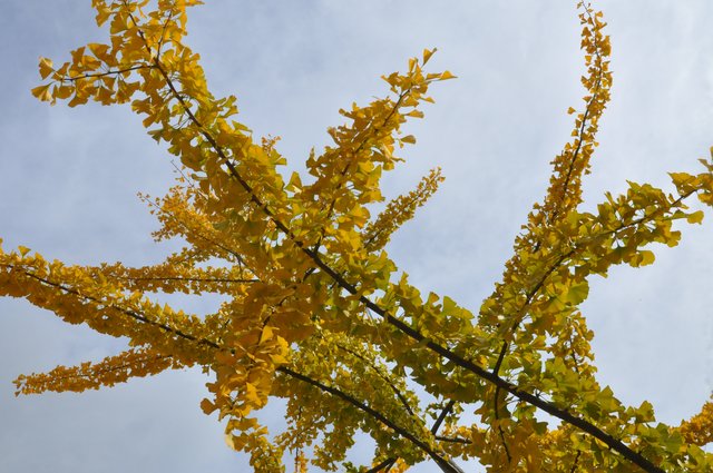 Herbstliche Farben beim Ginkgo im Düsseldorf