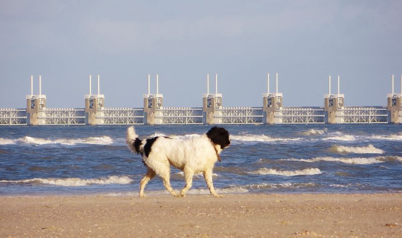 Hund am Strand