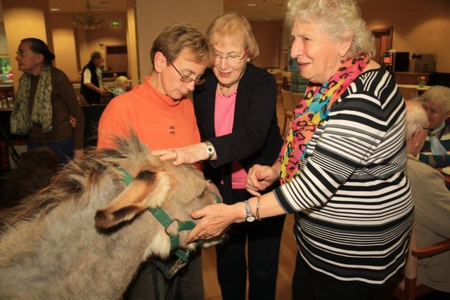 Gabi`s mobile Tierfarm mit Schmuse – Esel Jonathan, Minipony Moritz ...