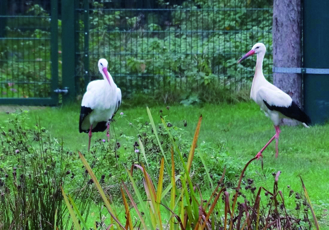 Frida leistet jetzt dem Storchenmännchen im Stadtgarten Gesellschaft.