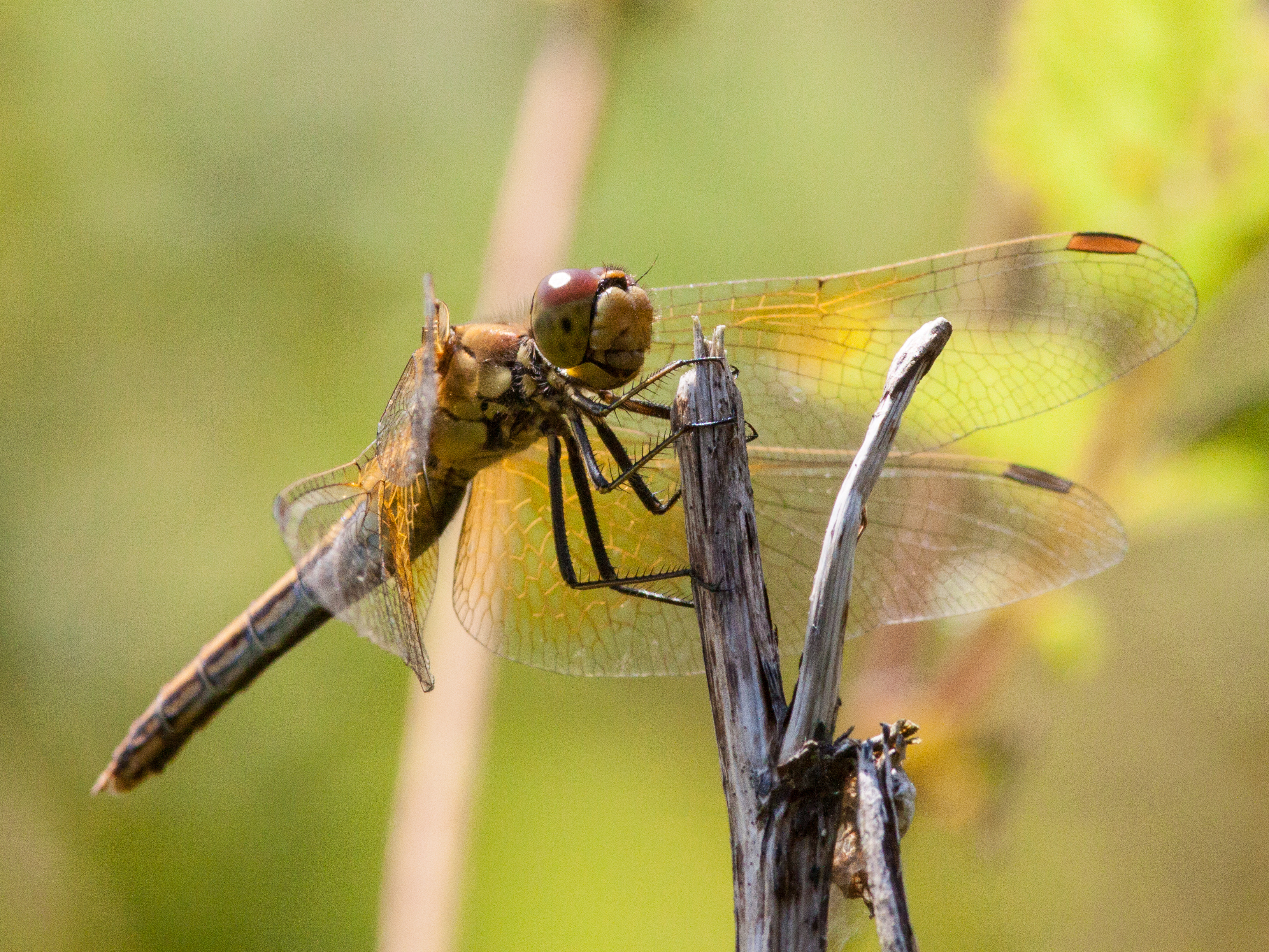 Gefleckte Heidelibelle (Sympetrum flaveolum)