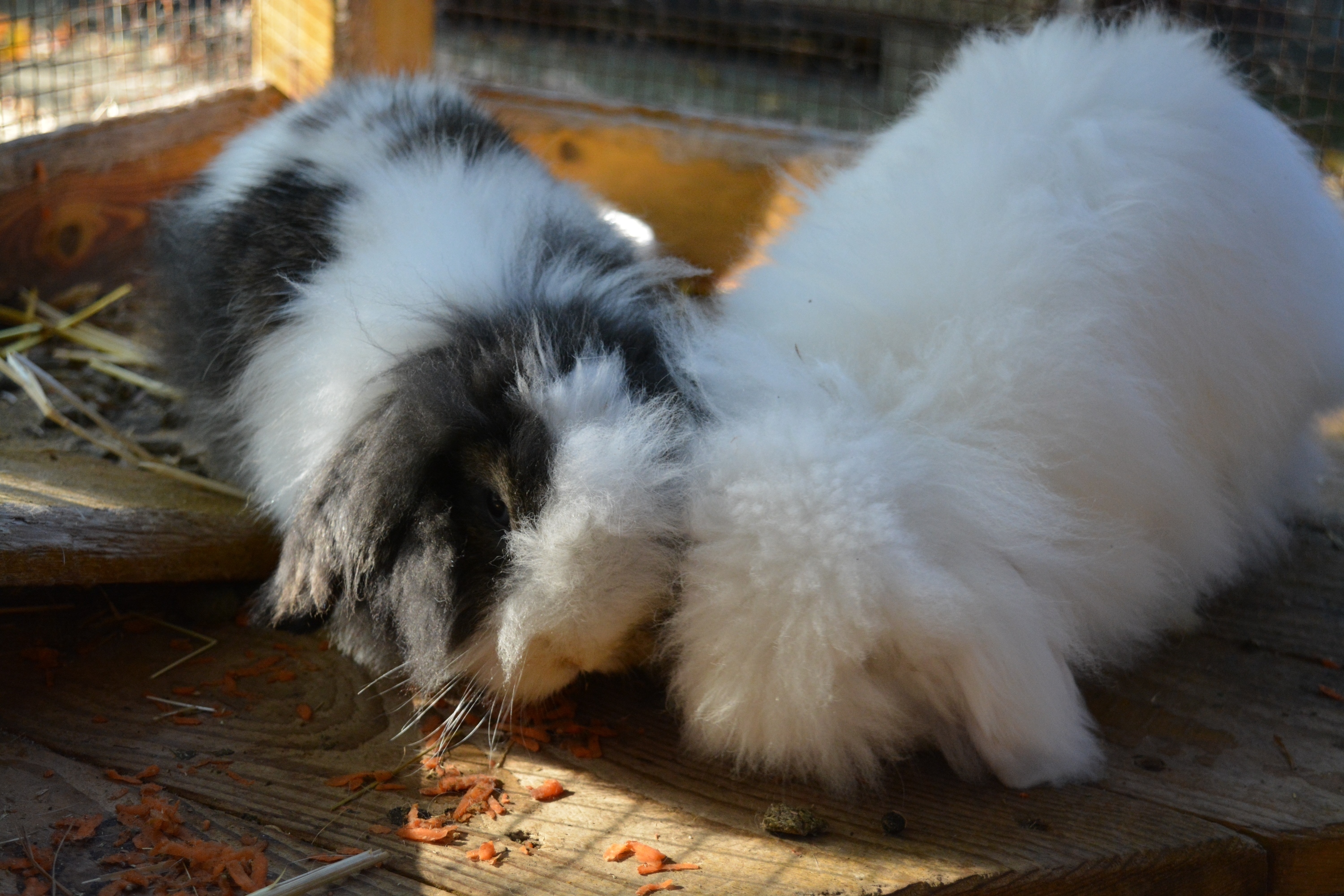 Angie und Snow sind sehr verschmuste Angora-Kaninchen. Im Tierheim Marl-Haltern haben sie zwar Schutz gefunden, brauchen aber dringend ein richtiges Zuhause.