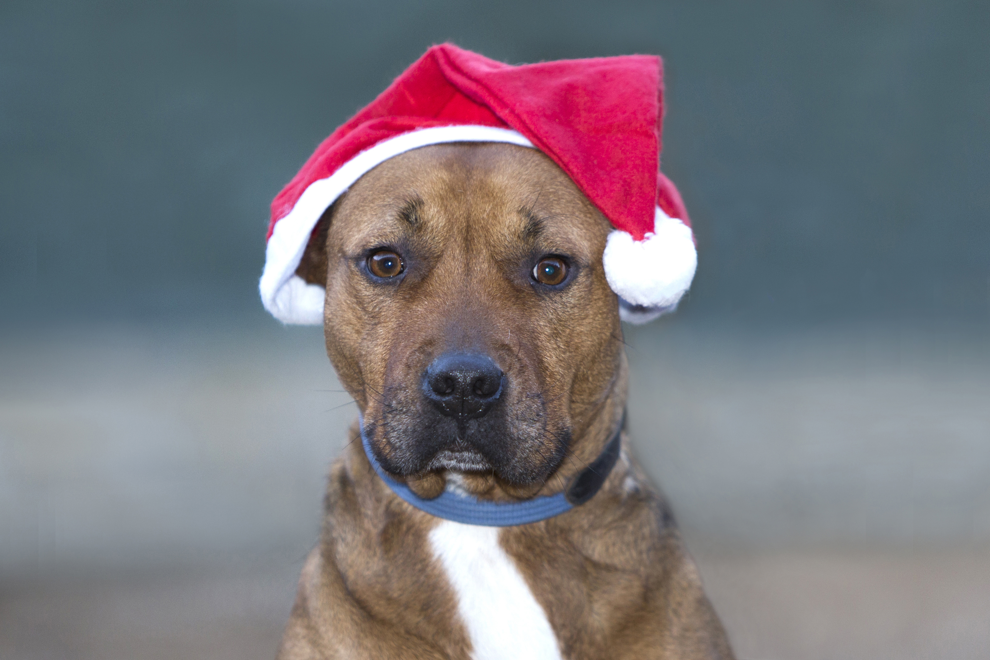 Für einen Kalender - auch beim Fest zu erstehen - haben die Hunde brav posiert. Foto: Hundehilfe Deutschland e.V.
