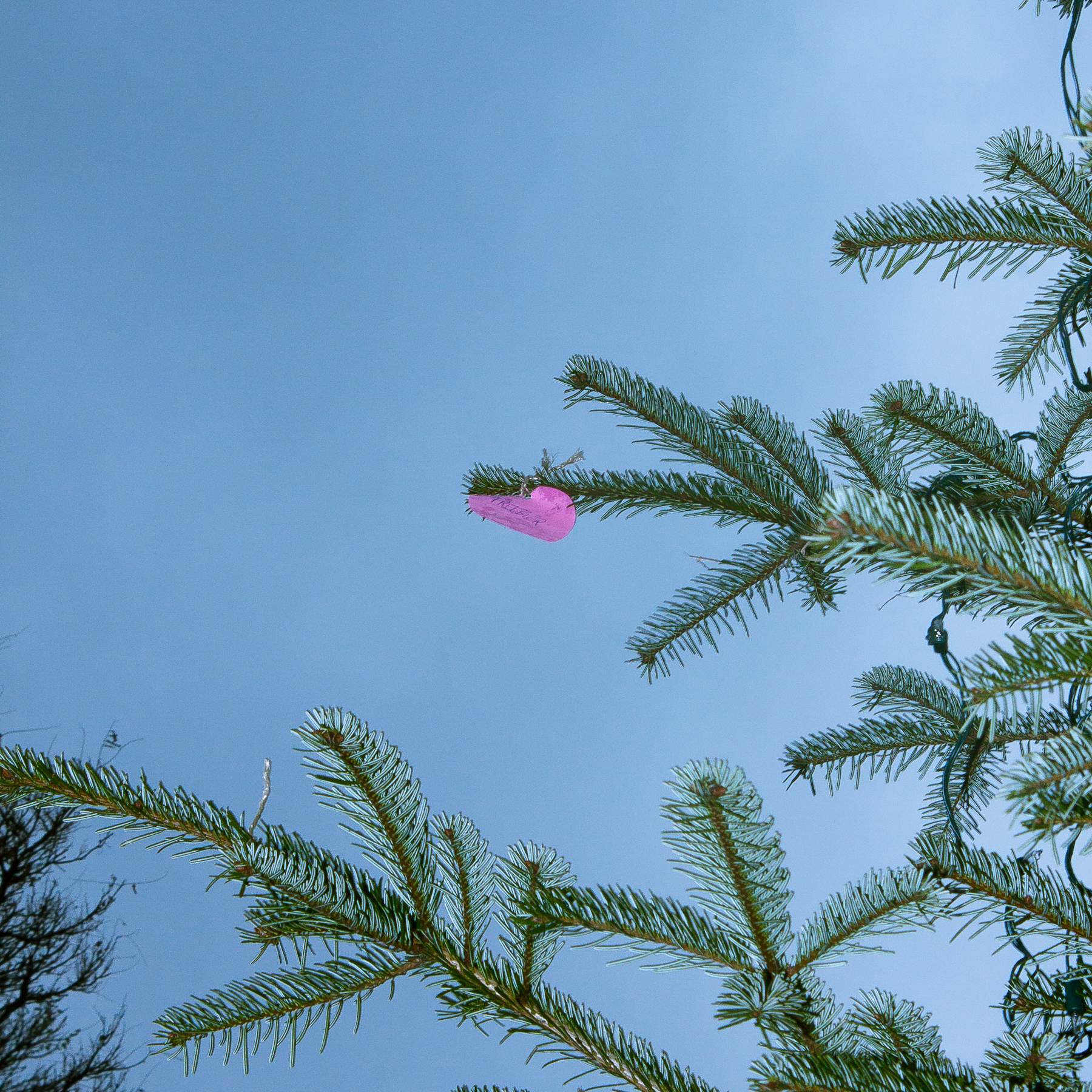 Ein Wunsch im Weihnachtsbaum