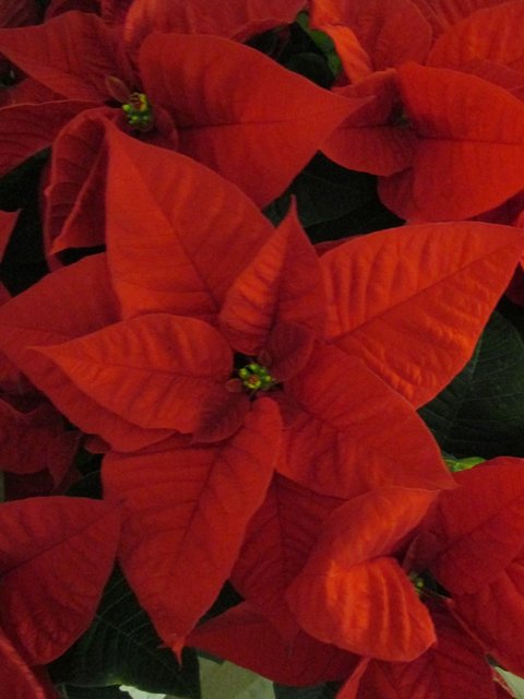 ROT wie die Liebe... und... das BLUT