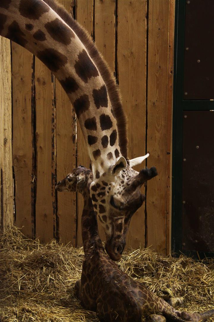 Mutter und Kind wohlauf: Das Giraffen-Baby ist stolze 1,70 Meter groß... Fotos: Zoom