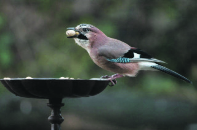 Auch dieser „Nussdieb“ wird sich bestimmt sehen lassen, wenn der Herner NABU zum Zählen ins Haus der Natur einlädt. Foto: Norbert Kilimann
