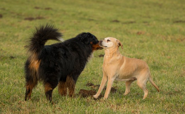 Begegnung mit dem "großen schwarzen Hund"...