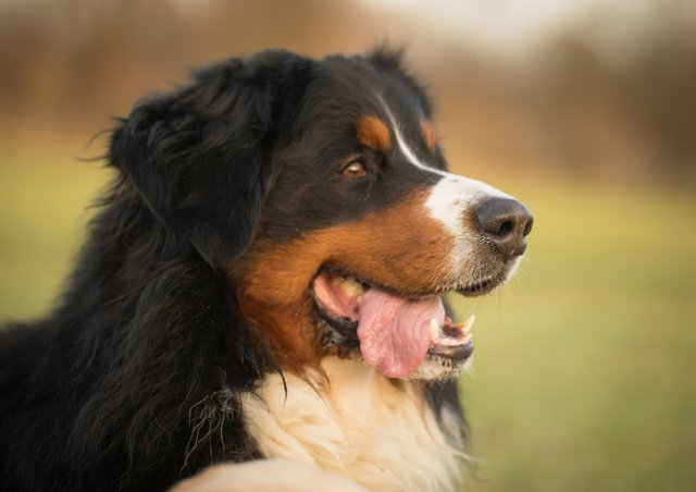 ...obwohl der Focus nicht richtig sitzt, ein bildhübsches Tier
