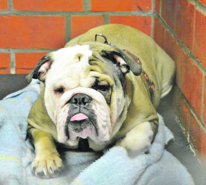 77: Hündin; gefunden am 13. Januar an der Hundebrinkstraße in Altenessen