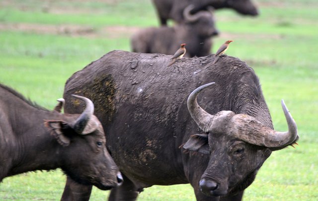 RotschnabelMadenhacker bei der Futtersuche Gelsenkirchen