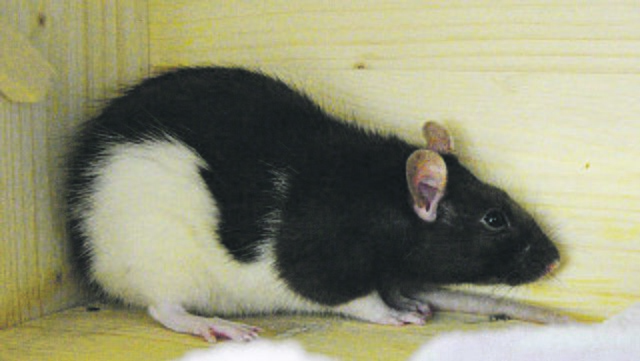 174: Ratte, weiblich; gefunden am 27. Januar am Zehnthof in Kray