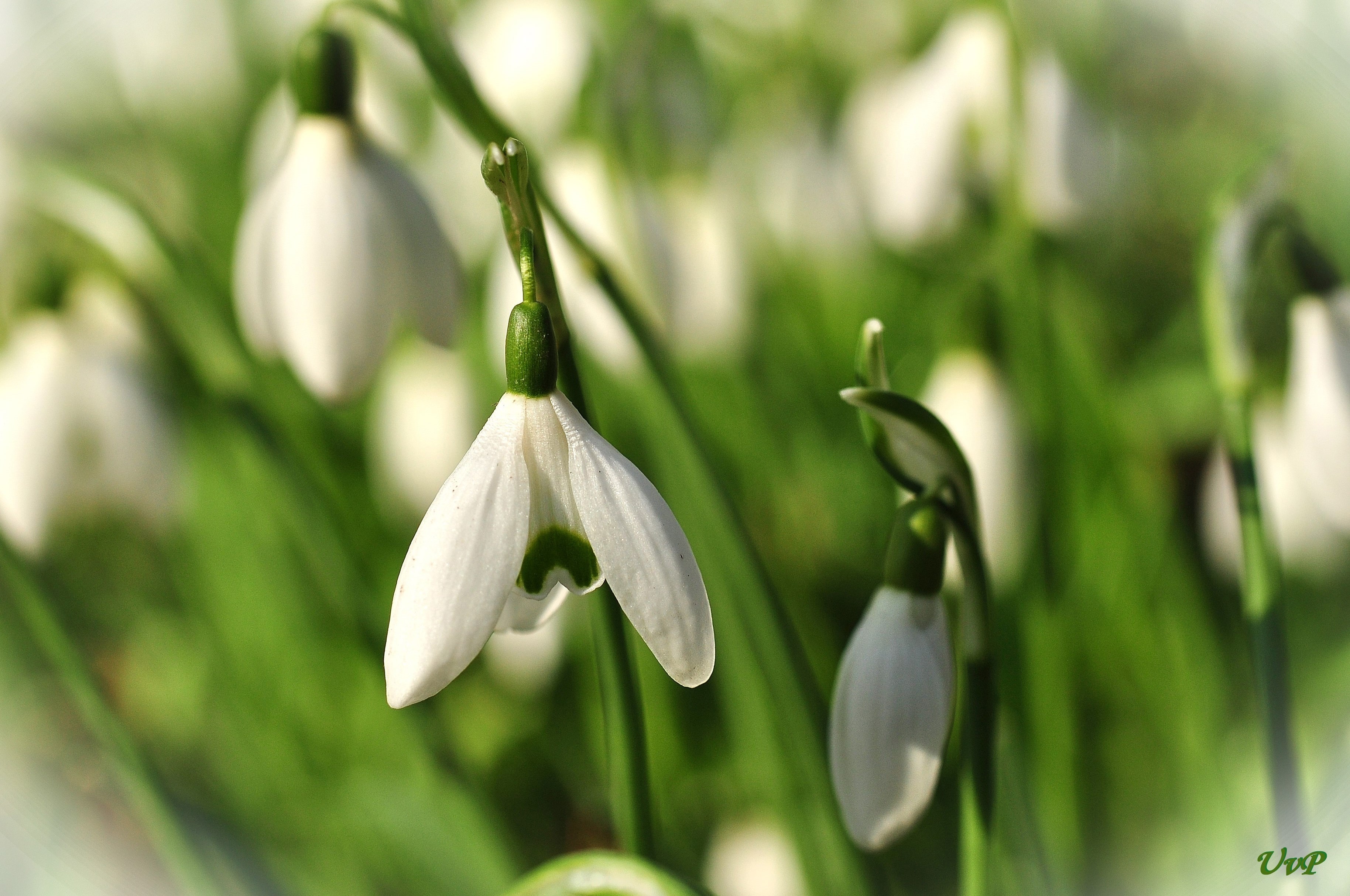 Schneeglöckchen (Galanthus)