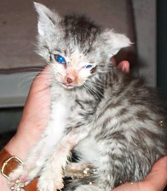 Katzen Kastrationspflicht Tierschutz Fordert Politik Zum Handeln