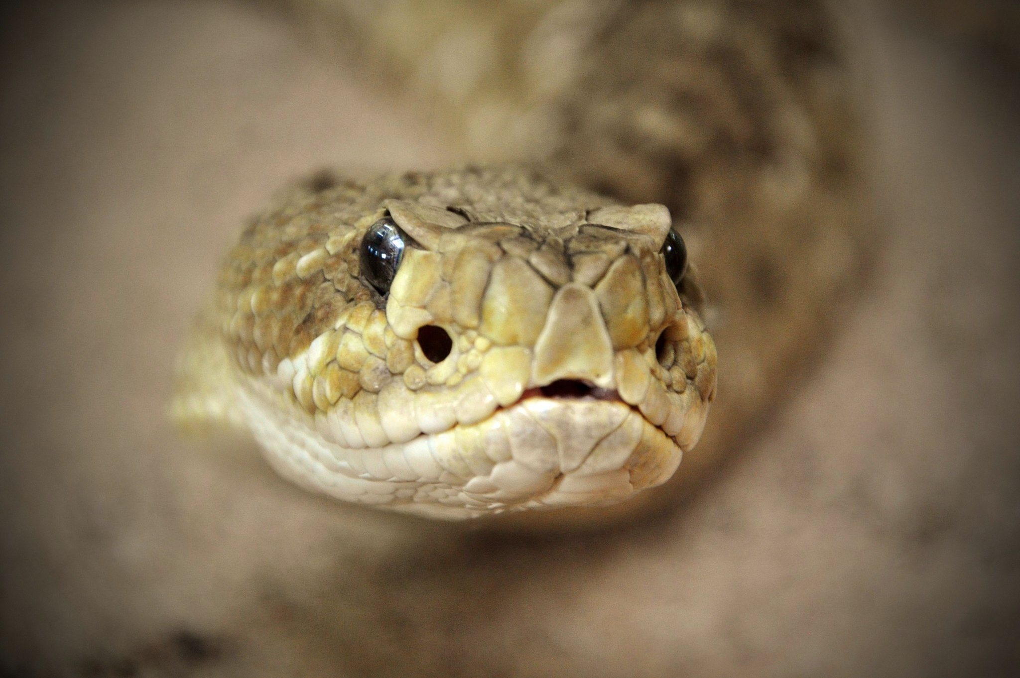 BasiliskenKlapperschlange (Crotalus basiliscus) Rheinberg