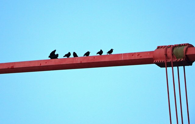 die Sieben .............