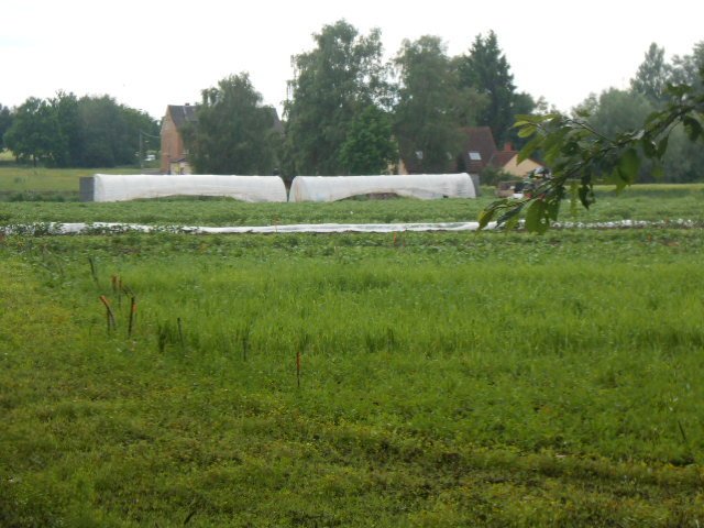 Der Acker sowie die beiden Folientunnel für die Tomatenzucht in der Kümper Heide.