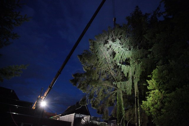 Selm erlebte am Abend eine aufwändige Fällaktion. | Foto: Magalski