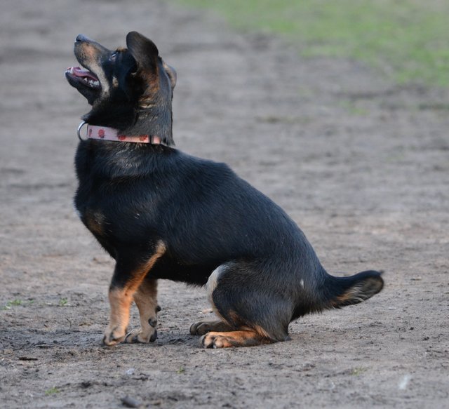 Aufmerksam und lernbegierig ist Queeny. Im Tierheim Malr/Haltern ist die Hundelady zur Zeit untergebracht.