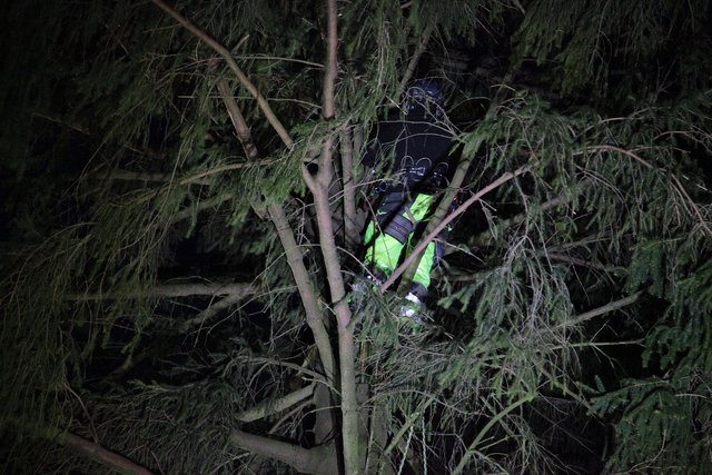 Patrick Wilke kletterte am Seil gesichert hoch in die Tanne. | Foto: Magalski