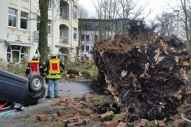 In Unna stürzte eine Kastanie um, traf einen Rollerfahrer. | Foto: René Werner / IDA-News