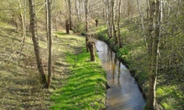 Ein grüner Hauch liegt über der Aue. Ob das schon der Frühling ist?