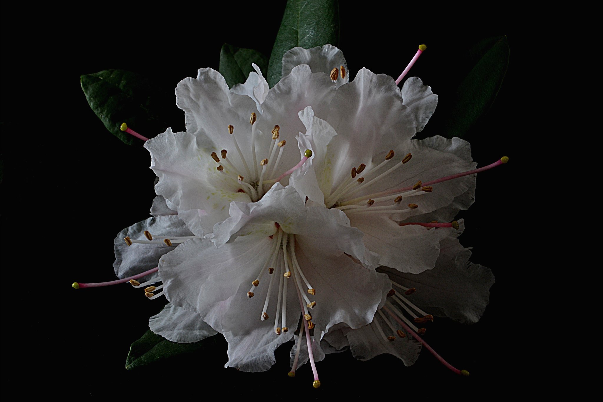 Nicht alle Blumen duften uns,..... - Lünen
