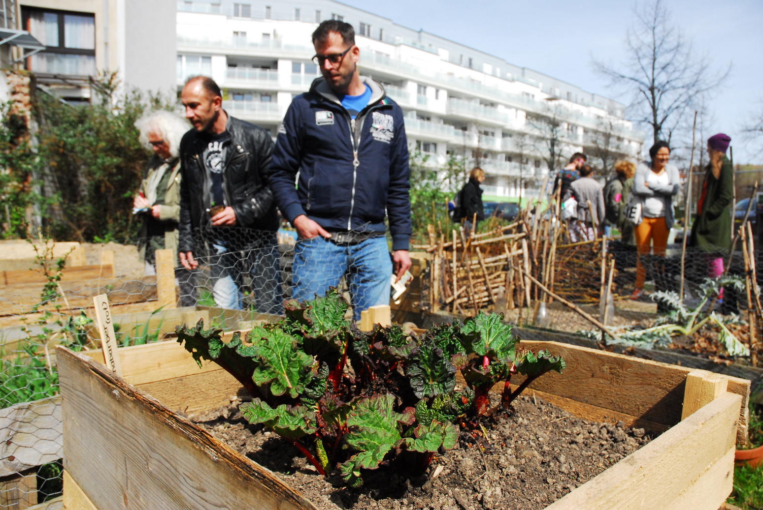 Altes Wissen im Garten wieder erlernen und Aufmerksamkeit für regionale und saisonale Produkte schaffen - offener Gemeinschaftsgarten von "düsselgrün"