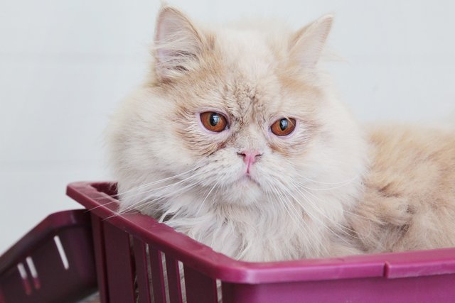 Der Perserkater hat ein stark verfilztes Fell.