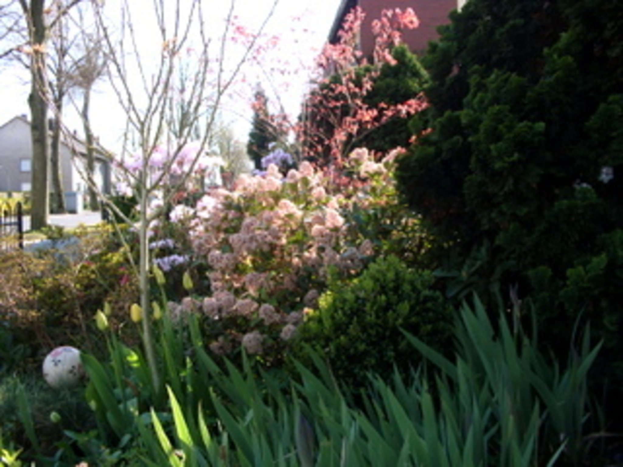 Frühling in meinem Garten Datteln
