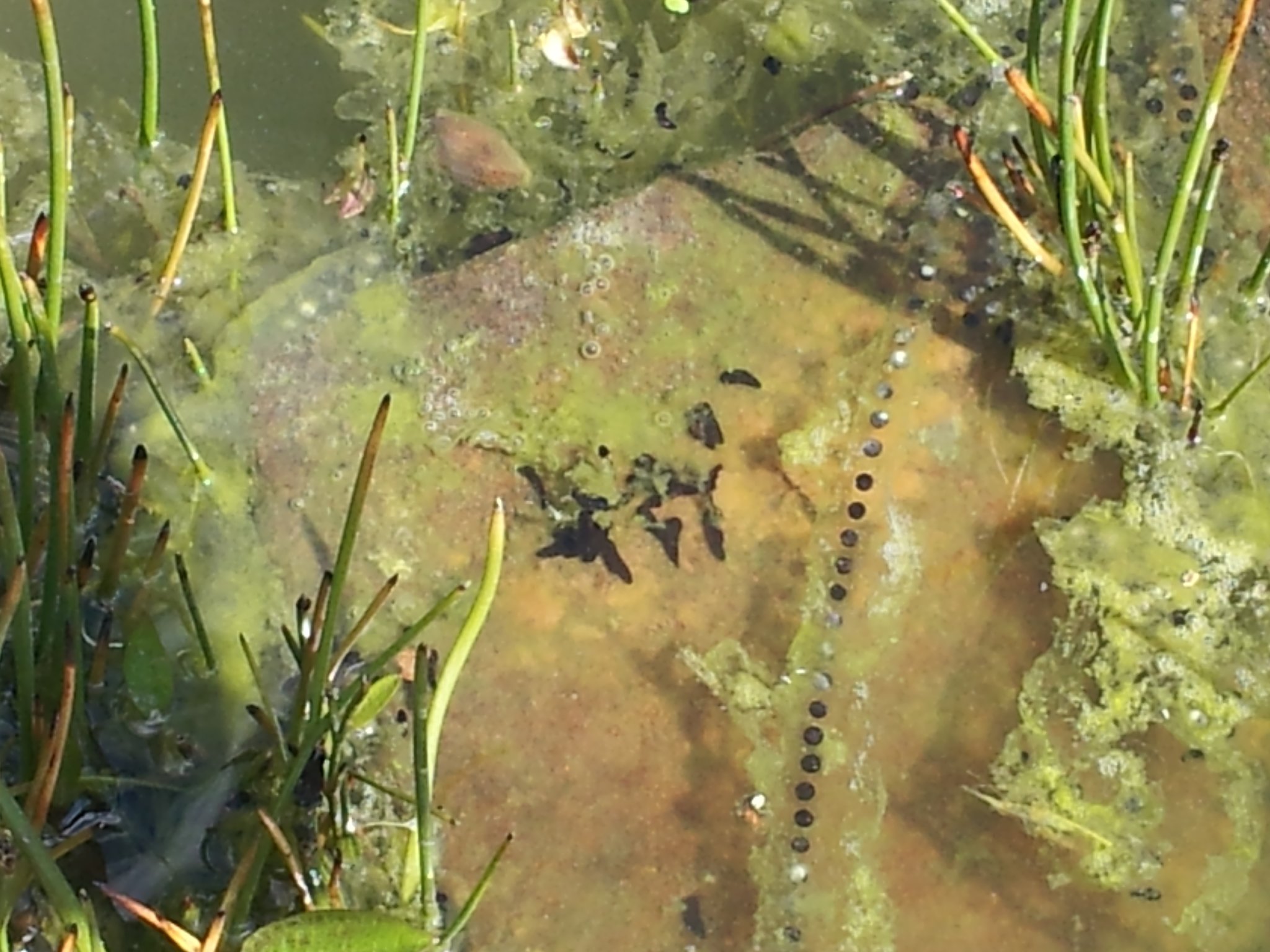 35+ Kröten Im Teich Loswerden, Um sie wieder loszuwerden empfiehlt