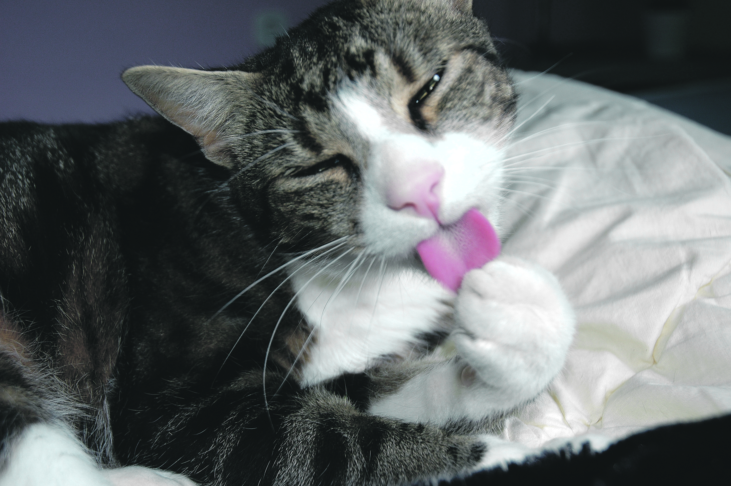 Max ist schmucker und gepflegter Kater.