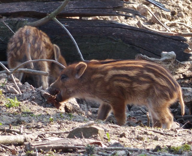 Wildgatter Essen Heissiwald Erlebnis bei den Frischlingen EssenSüd