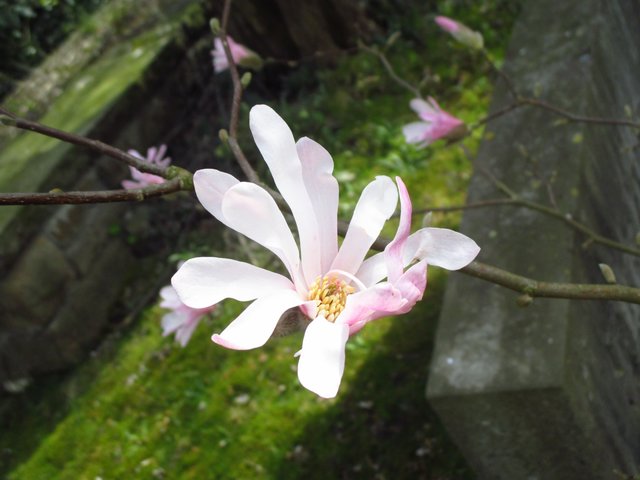 zart, frisch, unschuldig... ohne Sorgen, ohne Kummer... in Frieden...?!