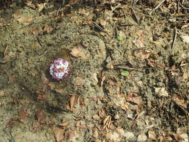 ...mitten im Dreck, wie es scheint... ein Grab ... ein Herz, mit Blumen ...