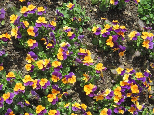 bunt... wie das Leben...! HIER auf dem Friedhof?