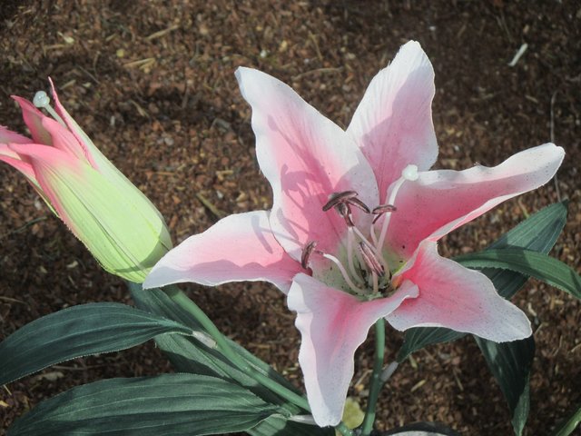 wie sie mich anlacht ...