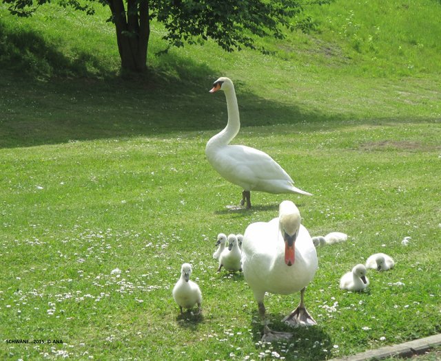 ohhh... sie kommt auf mich zu! Alles okay, mein letztes Foto ... tschüsss...
