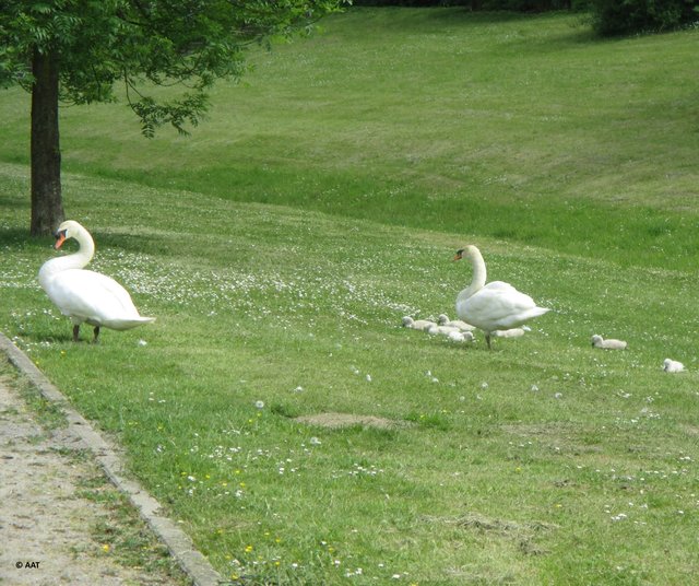 ...ob ich mich maal´näher heran trauen soll ... an diese Eltern ...