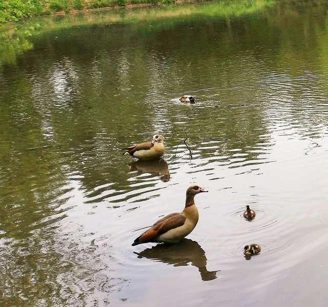 Familie Nilgans.