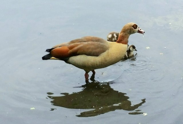 Frau Nilgans mit  dem Nachwuchs ....