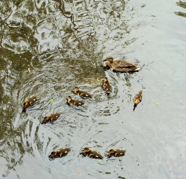 Ein Jungtier der Stockente hat sich versteckt.