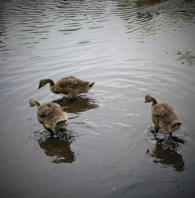 Drei Geschwisterchen ....