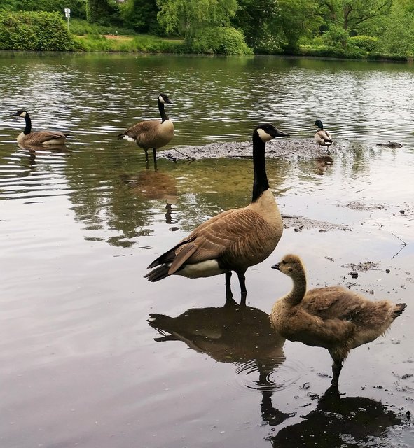 Mama Gans passt gut auf ihr Junges auf.