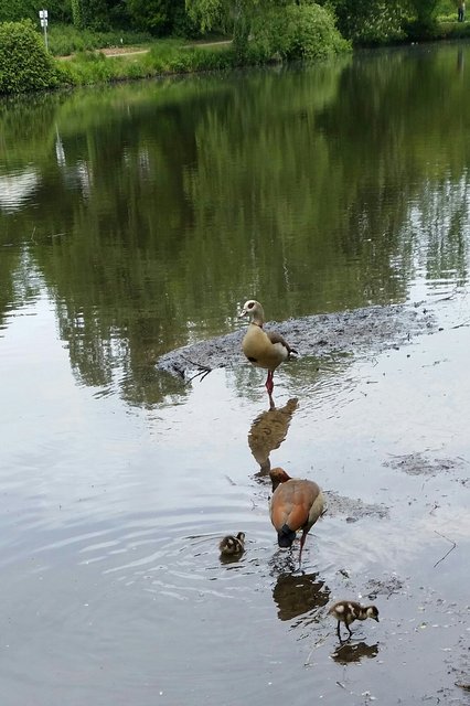 Familie Nilgans .....