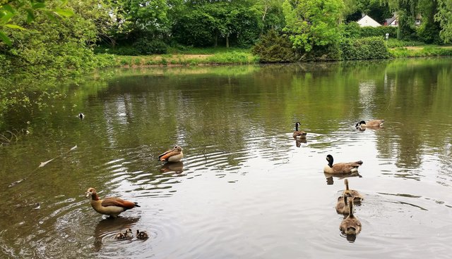 Nilgans und Kanadagans mit ihren Jungtieren.