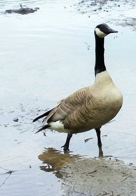 Die stolze Frau Gans.