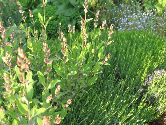 Akzente setzen mit Grün vor und neben Grün - Essen-Nord
