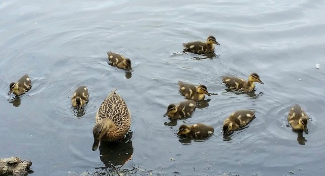 Hier sind alle zehn vorhanden.